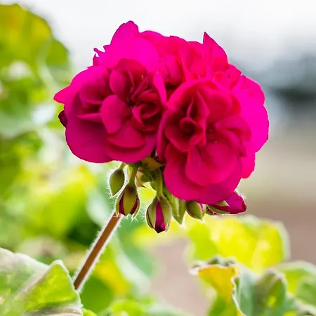 Venetia's Garden Lejlighed *