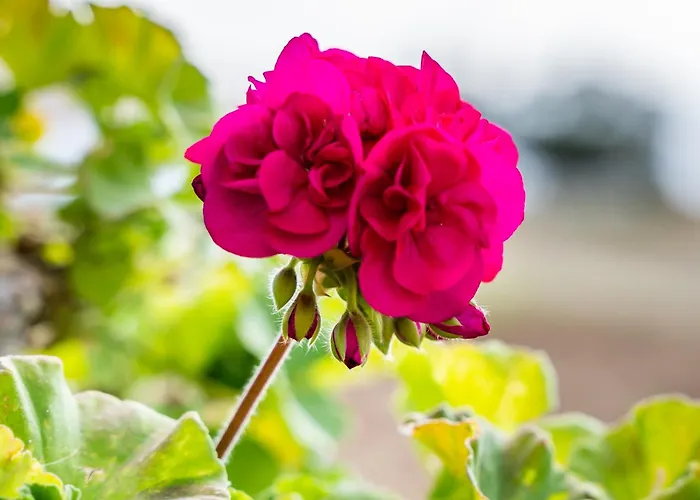 Venetia's Garden Apartamento *